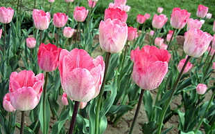 pink Tulip flower field at daytime