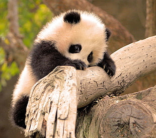 white and black panda, panda, animals, baby animals, branch HD wallpaper