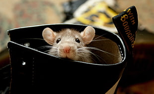 gray rat on black leather case