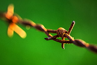 shallow focus photography of barbed wire