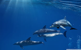 four gray dolphins, dolphin, mammals, sea, animals HD wallpaper