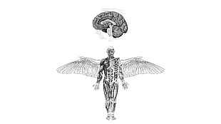 human body and brain anatomy illustration, anatomy, brain, wings, medicine HD wallpaper