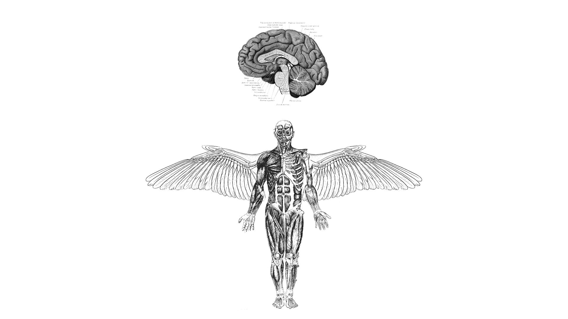 Human body and brain anatomy illustration, anatomy, brain, wings, medicine  HD wallpaper | Wallpaper Flare