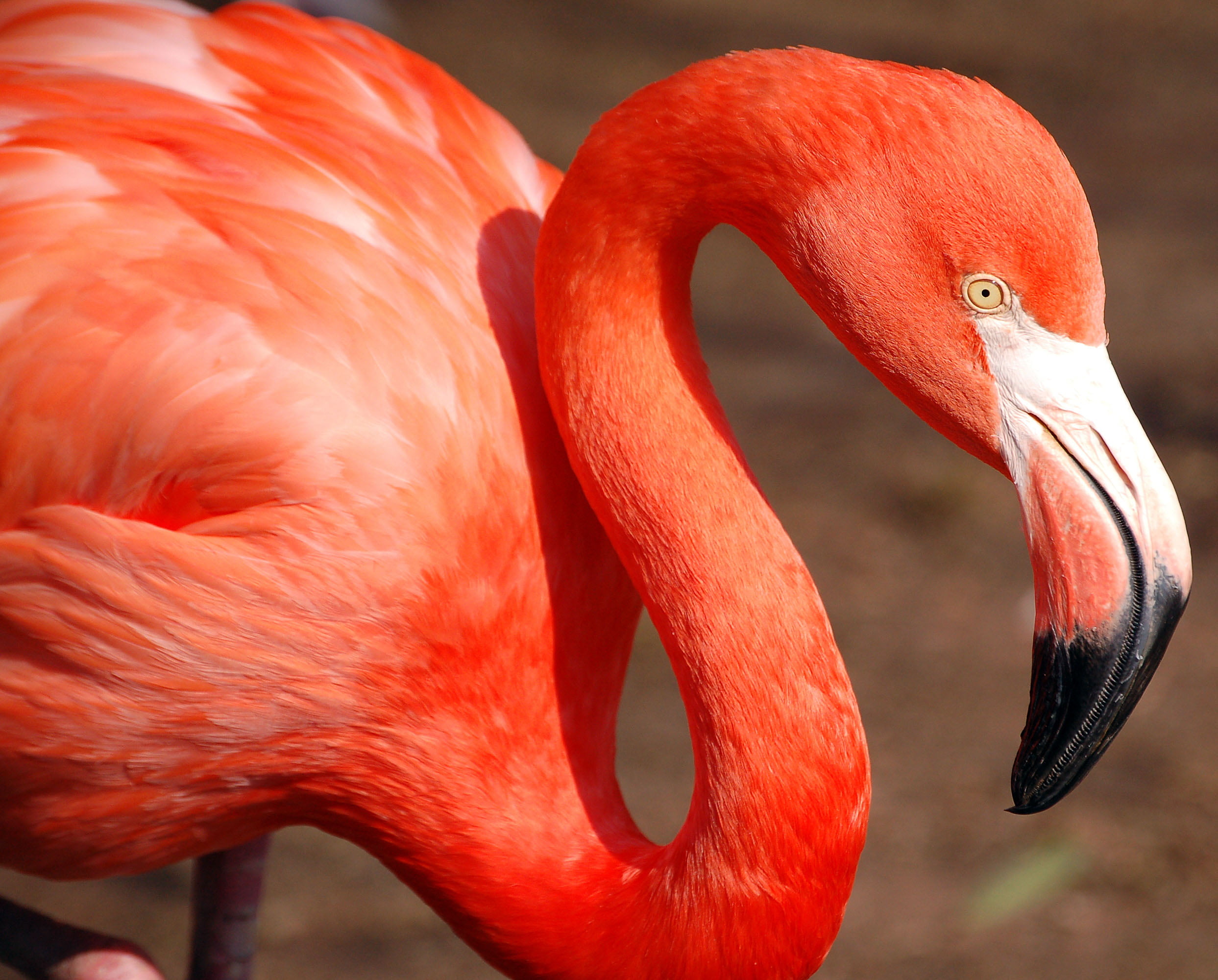 big-pink-red-flamingo-close-up-wallpaper.jpg