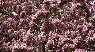 pink flowers during daytime HD wallpaper