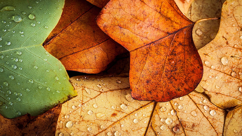 green and brown leaves HD wallpaper