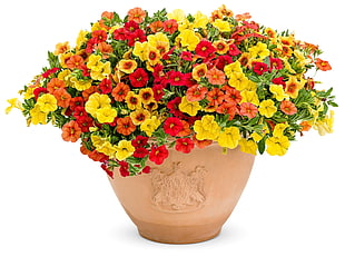yellow, red, and brown petaled flowers in brown pot