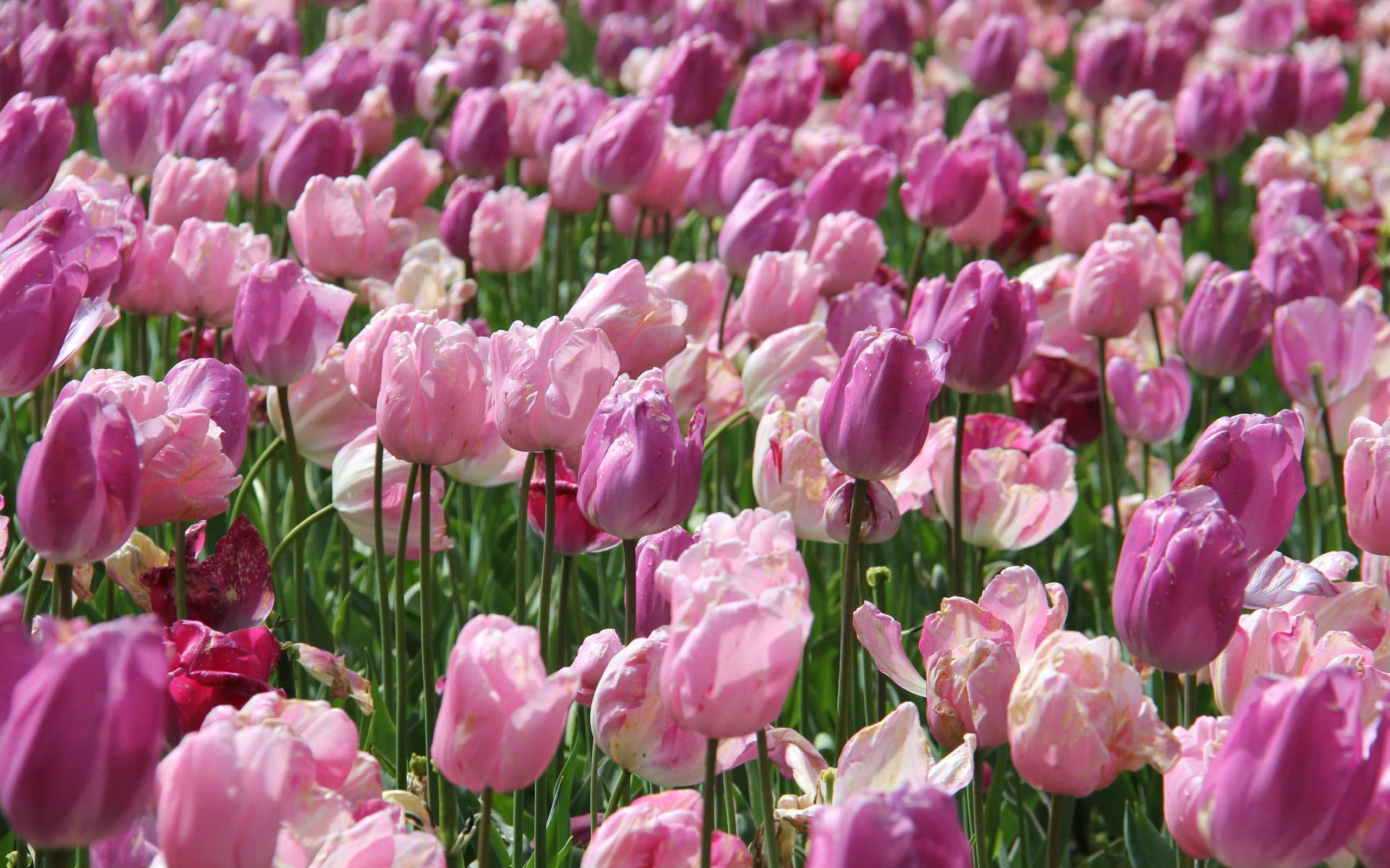 macro photography of pink flower plantation