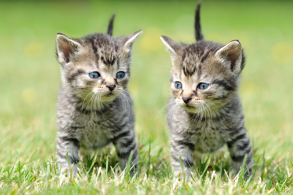 two brown tabby kittens on green field close-up photography HD wallpaper