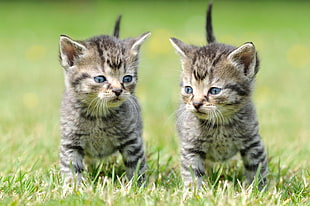 two brown tabby kittens on green field close-up photography