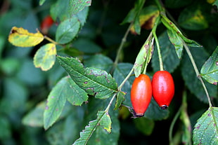 macro shot photography of red berries