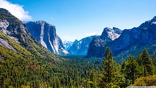 green trees, mountains, Yosemite Valley