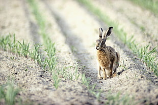 photo of brown and gray rabbit on brown soil during daytime