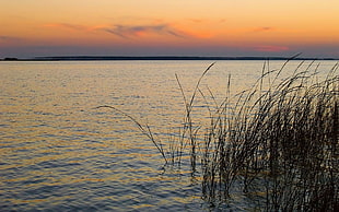 calm water near green plants under orange sky