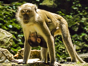 photography of monkey feeding baby monkey