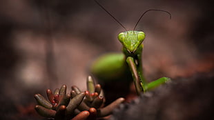 green praying mantis, animals, insect, macro