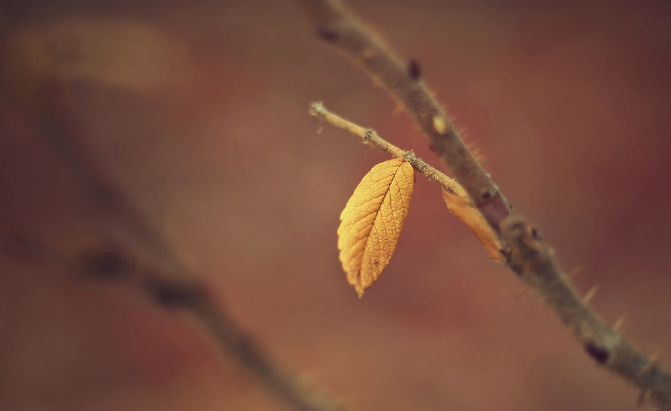 focus photography of withered leaf HD wallpaper