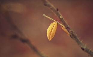 focus photography of withered leaf HD wallpaper