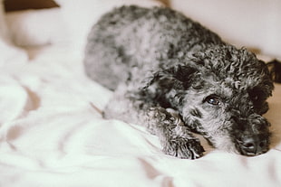 black Toy poodle puppy