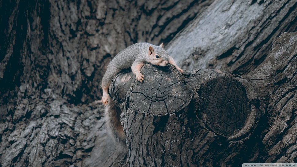 gray squirrel, squirrel HD wallpaper