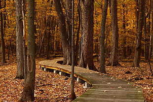 gray wooden bridge surrounded by trees at daytime