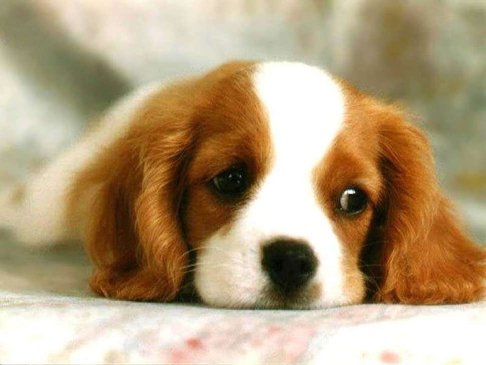 Cavalier King Charles Spaniel puppy HD wallpaper