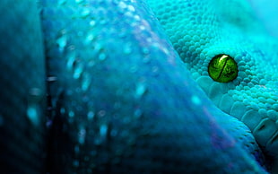 snake, blue, digital art, reptiles
