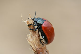 closeup photo of black and red Ladybird