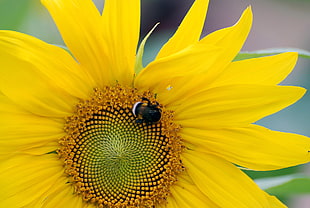 Carpenter Bee on sunflower HD wallpaper