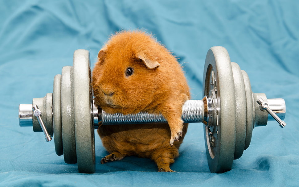 guinea pig near gray dumbbell HD wallpaper