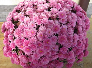 pink chrysanthemum flower bouquet HD wallpaper
