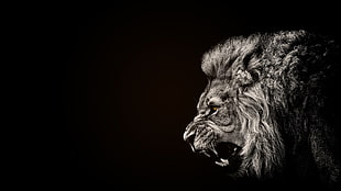 lion grayscale photo, animals, lion, black, selective coloring HD wallpaper