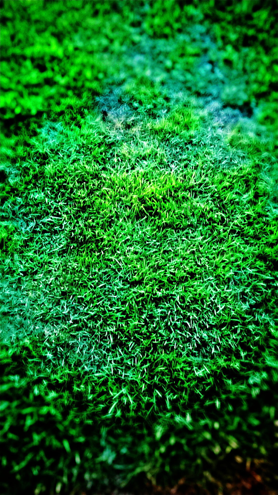 green grass, grass HD wallpaper