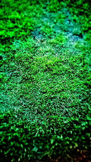 green grass, grass