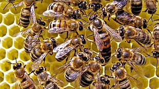 close-up of brood of Honey Bee HD wallpaper
