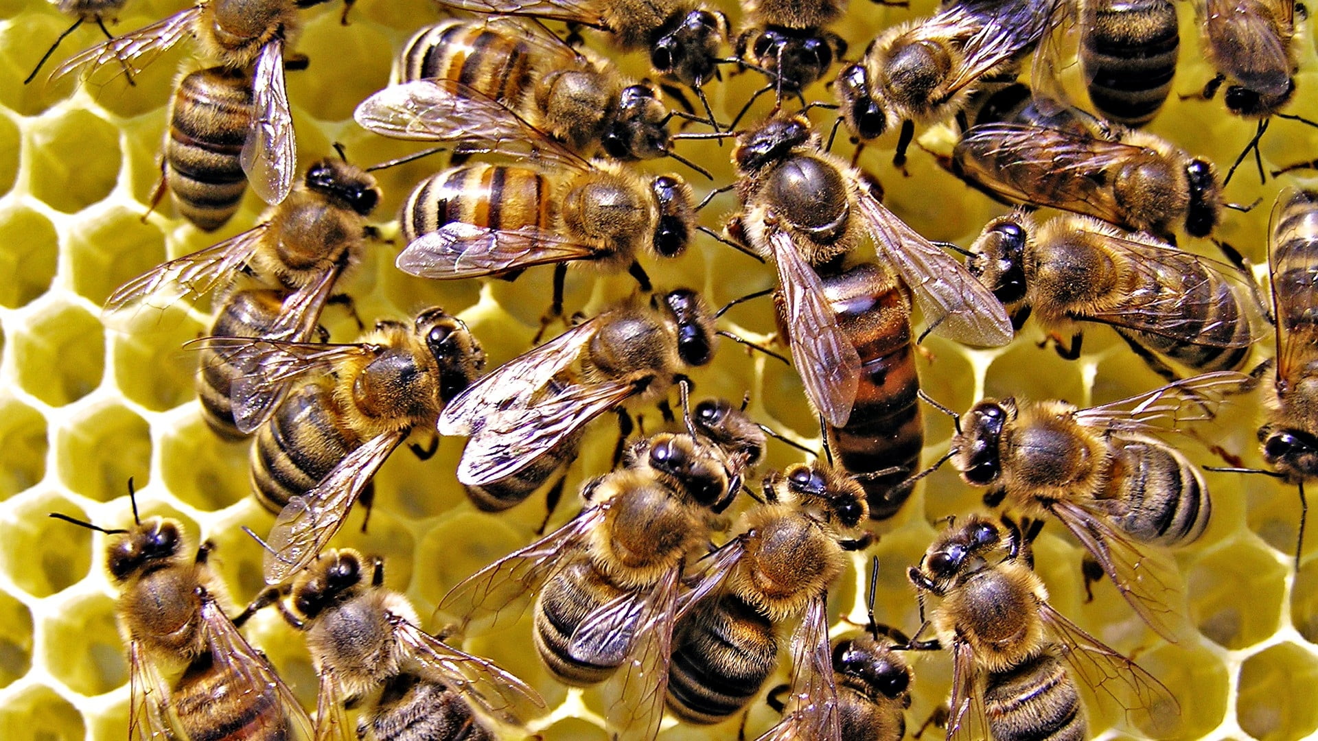 close-up of brood of Honey Bee