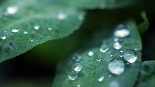 macro shot of water droplets on green leaves