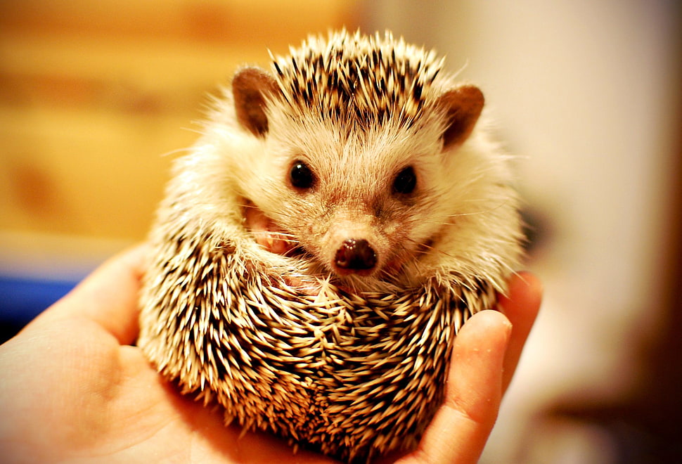 Hedgehog animal HD wallpaper