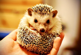 Hedgehog animal