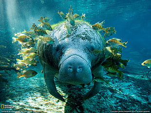 green and brown leaf plant, manatee, animals, National Geographic HD wallpaper