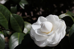 white Japanese Camellia closeup photo