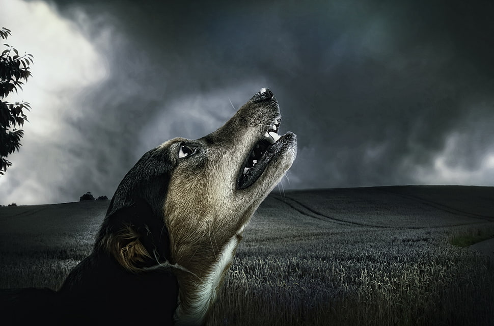dog howling closeup photography HD wallpaper