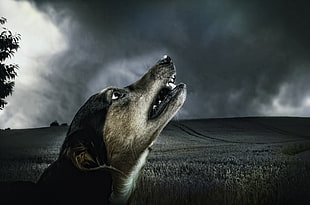 dog howling closeup photography