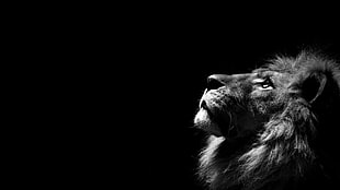 greyscale photo of male lion, lion, simple background, minimalism, monochrome