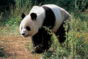 panda bear in forest
