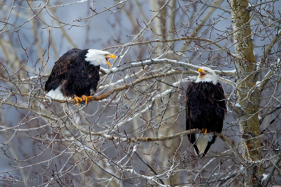 two white-and-black eagle sitting on tree brunch during daytime HD wallpaper