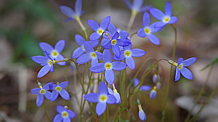 close up photography of purple petaled flower, bluet