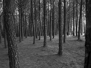 grayscale photo of trees HD wallpaper