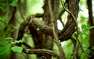 close up photo of tree branch HD wallpaper
