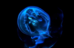 photo of blue luminous jellyfish